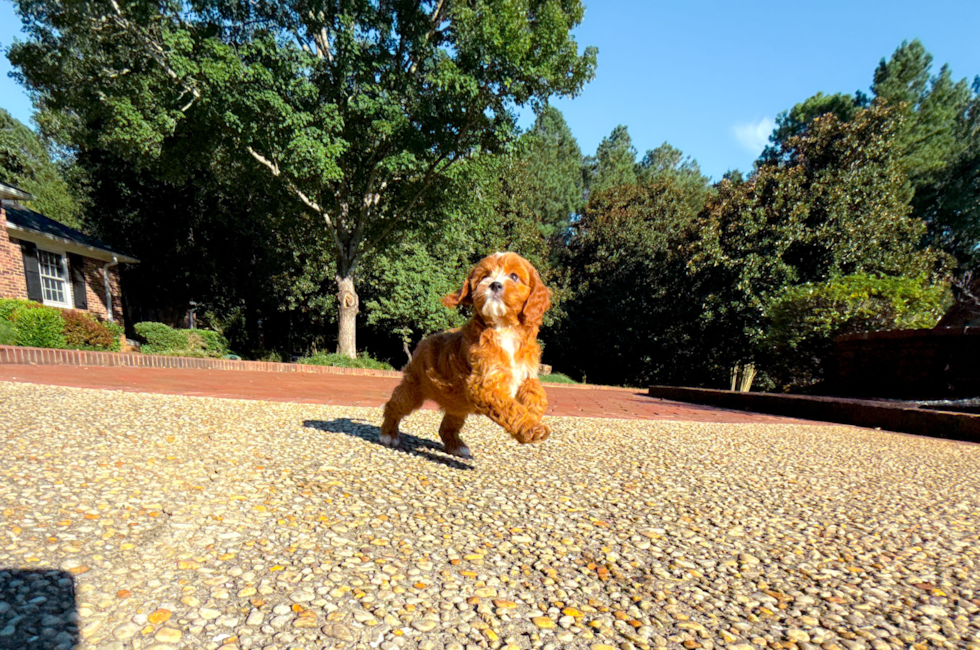 8 week old Cavapoo Puppy For Sale - Simply Southern Pups