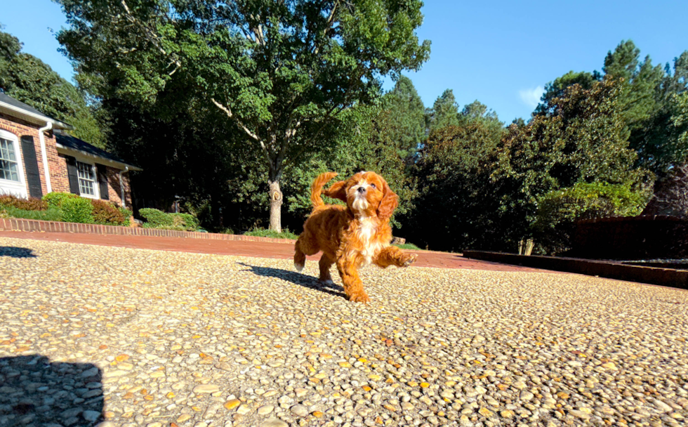 Cute Cavapoo Poodle Mix Pup