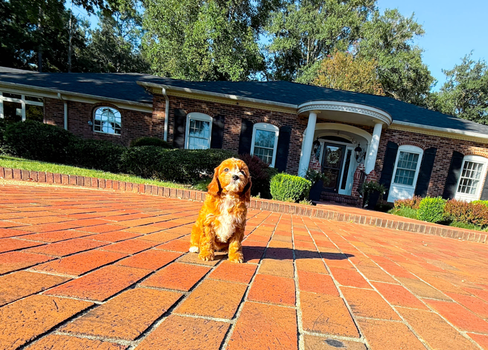 Cute Cavapoo Poodle Mix Pup