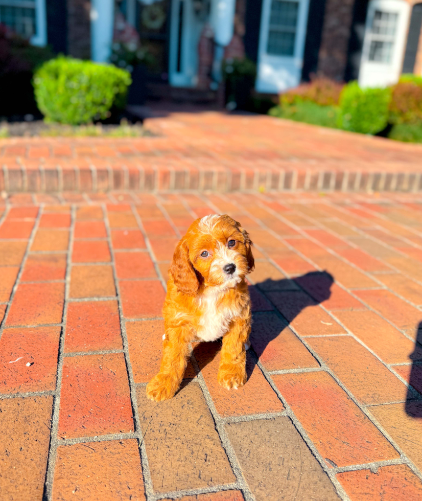 Best Cavapoo Baby
