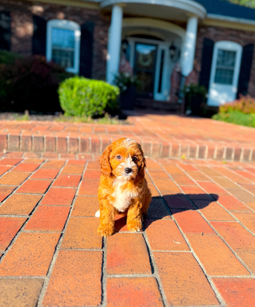 Cute Cavapoo Poodle Mix Pup