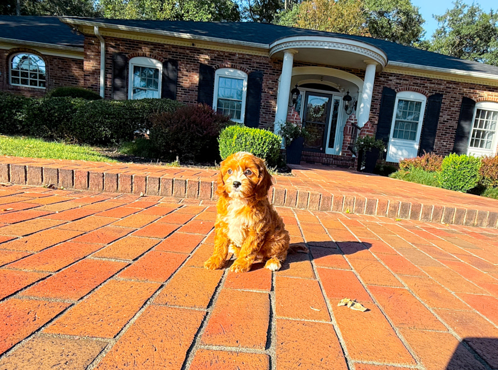 Cute Cavapoo Poodle Mix Pup