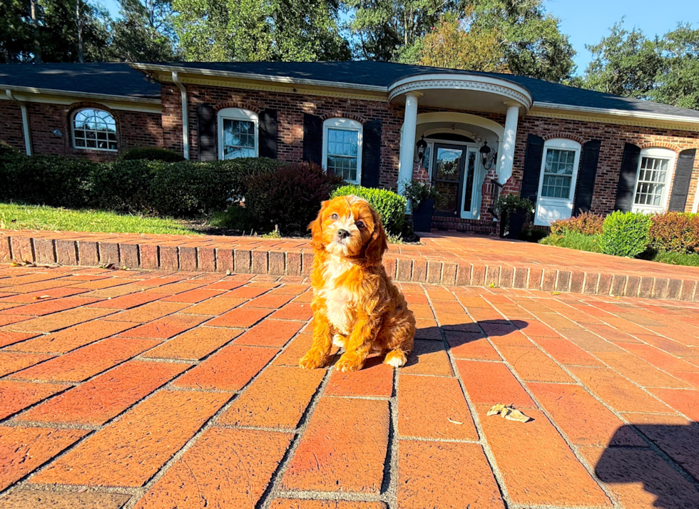Cavapoo Pup Being Cute