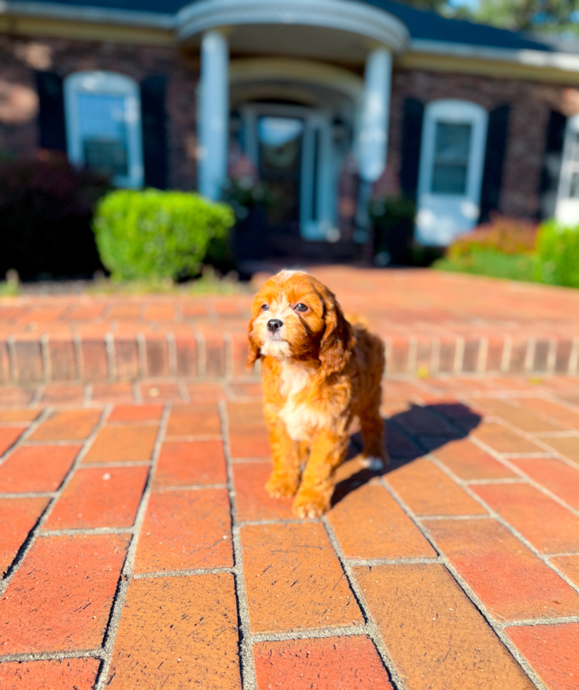 Cavapoo Pup Being Cute