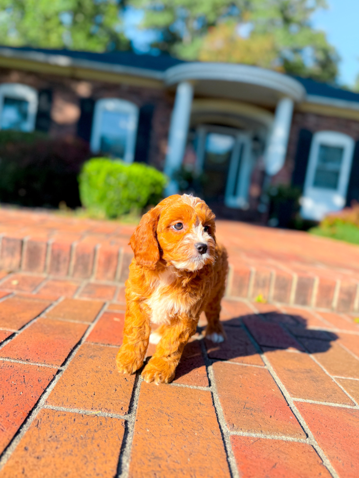 Cute Cavapoo Poodle Mix Pup