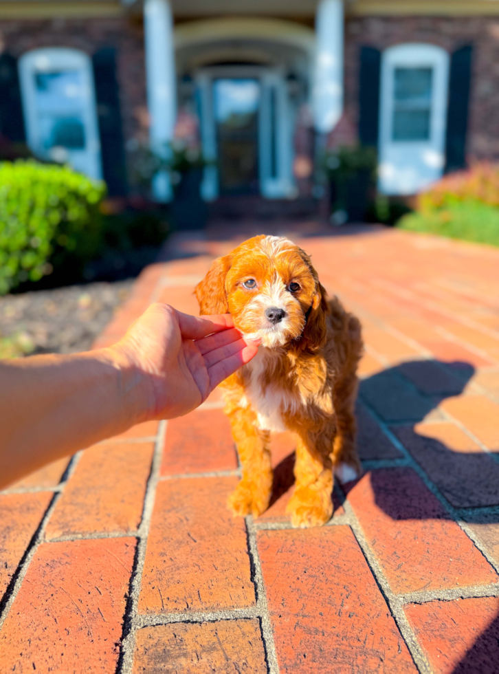 Cute Cavapoo Baby