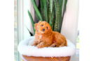Cavapoo Puppy for Adoption