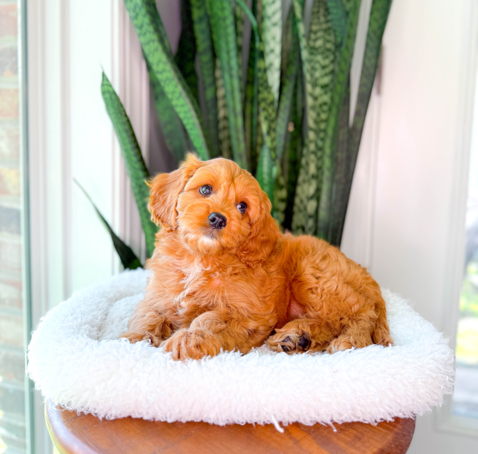 Cavapoo Puppy for Adoption