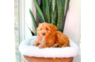 Cute Cavalier King Charles Spaniel and Poodle Mix Poodle Mix Puppy