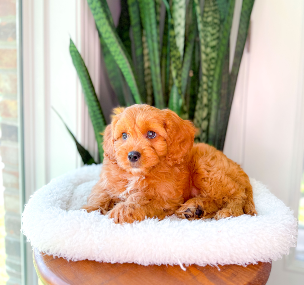 Cute Cavalier King Charles Spaniel and Poodle Mix Poodle Mix Puppy
