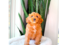 Cute Cavapoo Baby