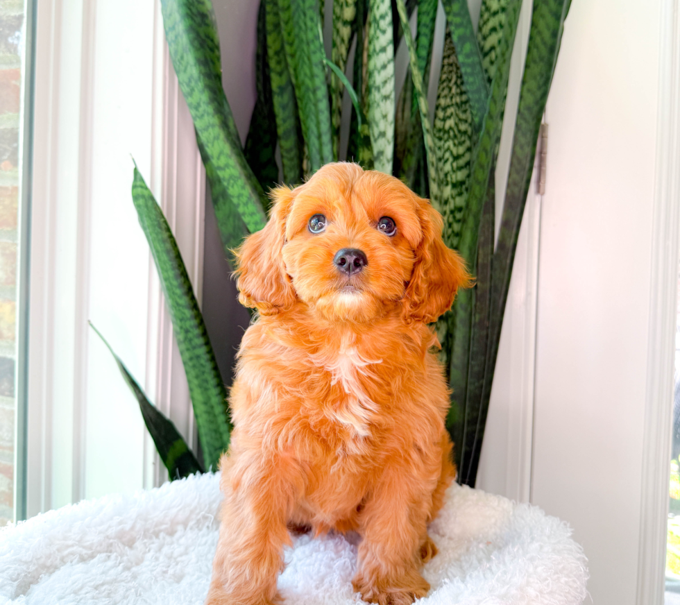Cute Cavapoo Baby
