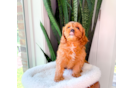 Cavapoo Pup Being Cute