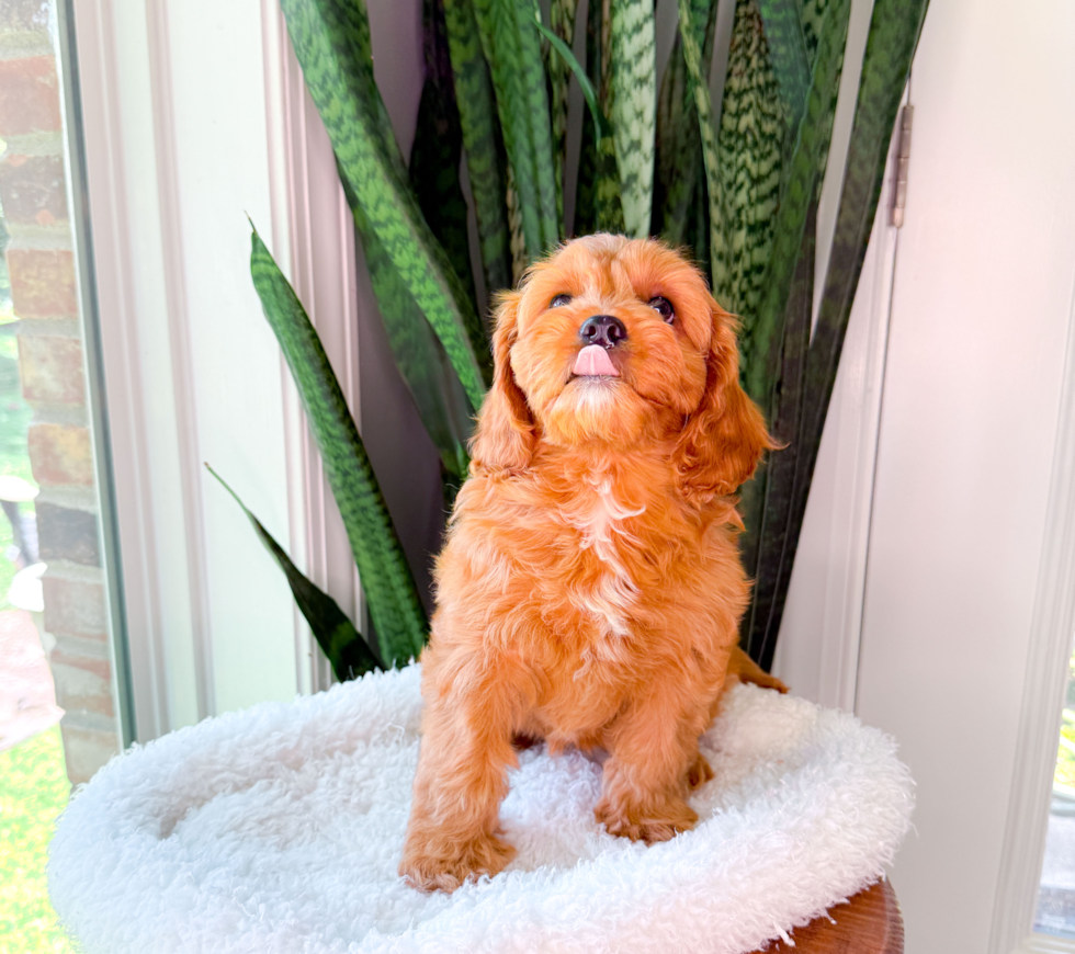 Cavapoo Pup Being Cute