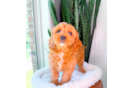 Cavapoo Puppy for Adoption