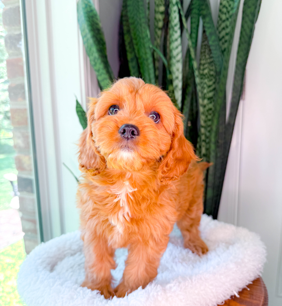 Cavapoo Puppy for Adoption
