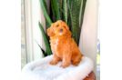 Cute Cavapoo Poodle Mix Pup
