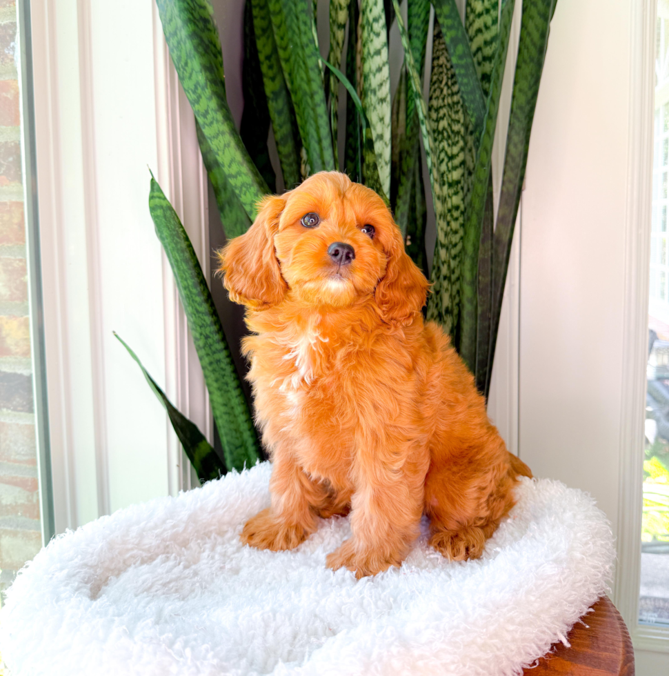Cute Cavapoo Poodle Mix Pup