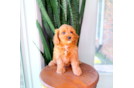 Cute Cavapoo Poodle Mix Pup