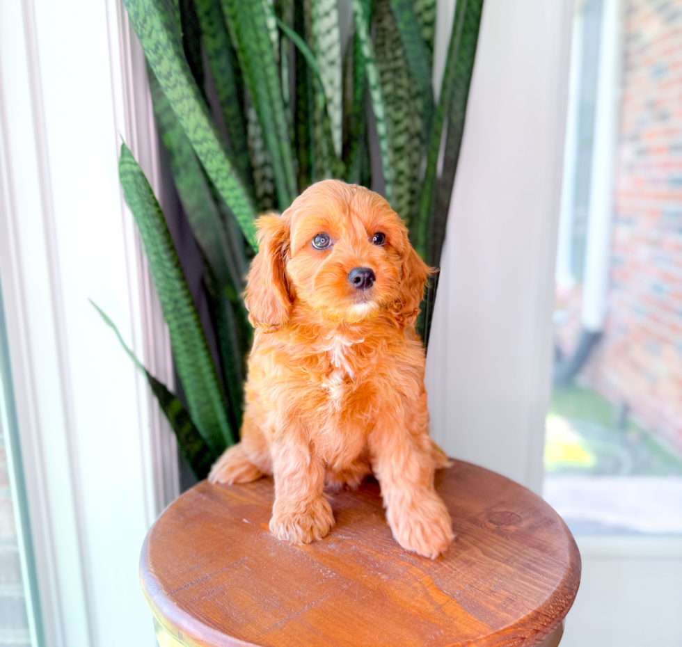 Cute Cavapoo Poodle Mix Pup