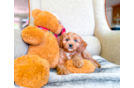 Cavapoo Pup Being Cute
