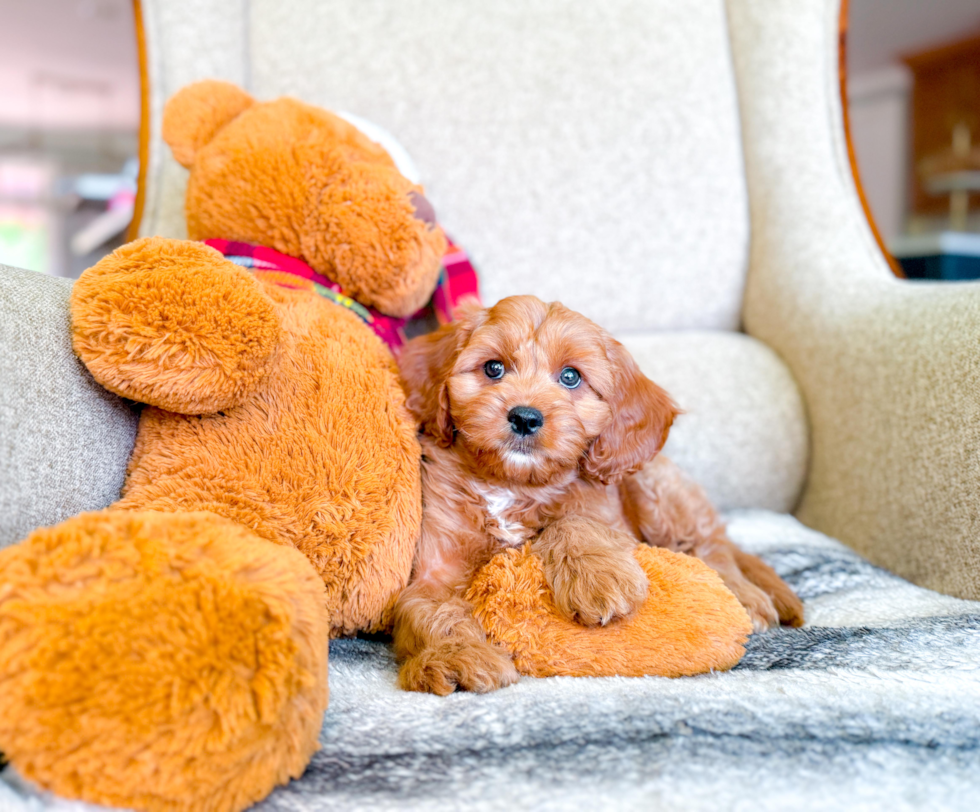 Cavapoo Pup Being Cute
