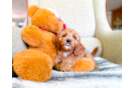 Cavapoo Pup Being Cute