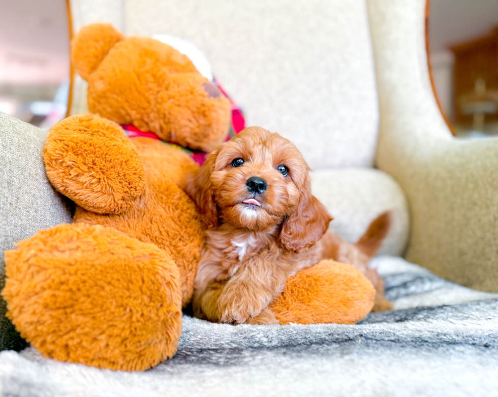 Cavapoo Pup Being Cute