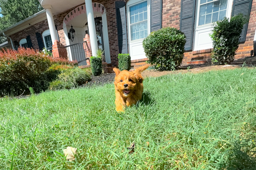 10 week old Cavapoo Puppy For Sale - Simply Southern Pups
