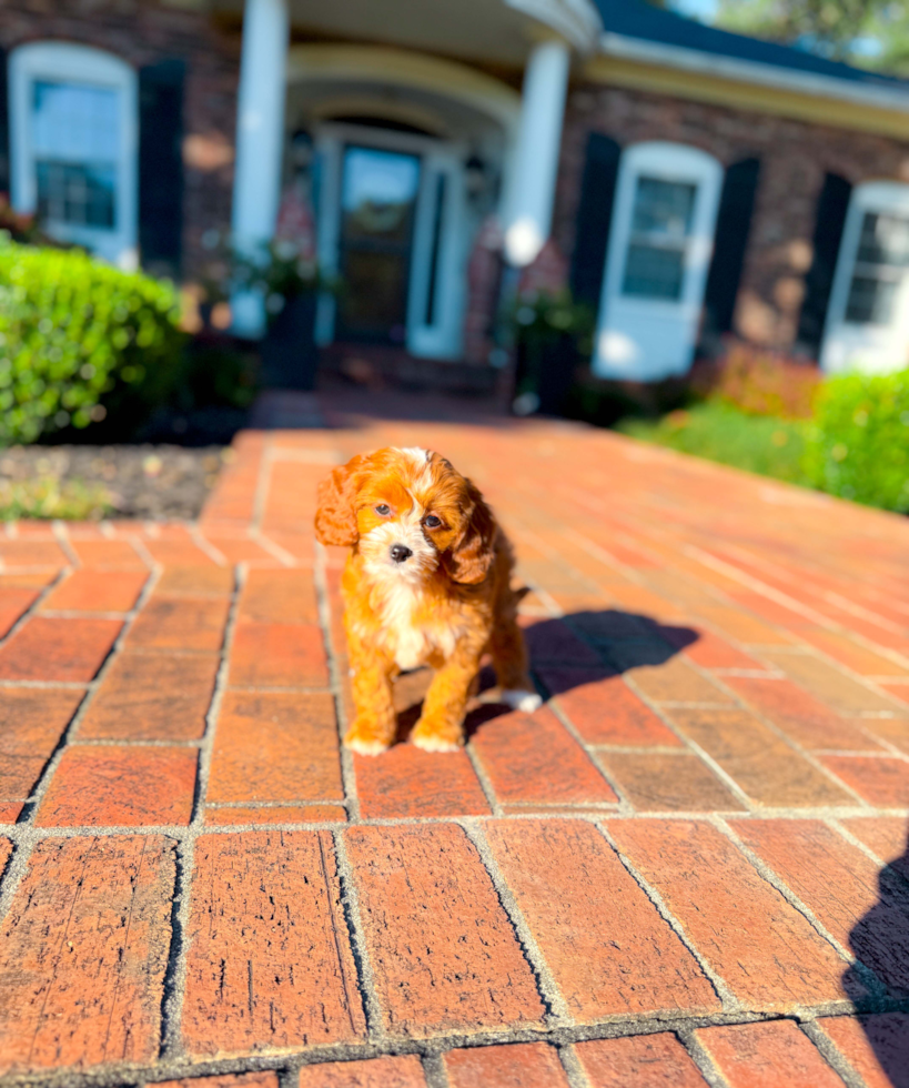 Best Cavapoo Baby