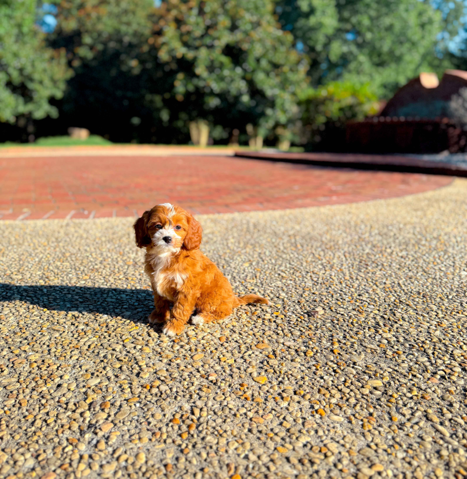 Cavapoo Puppy for Adoption