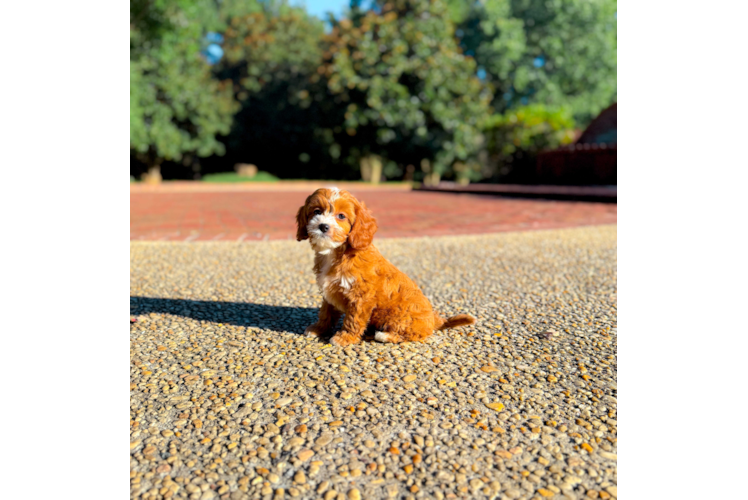 Best Cavapoo Baby