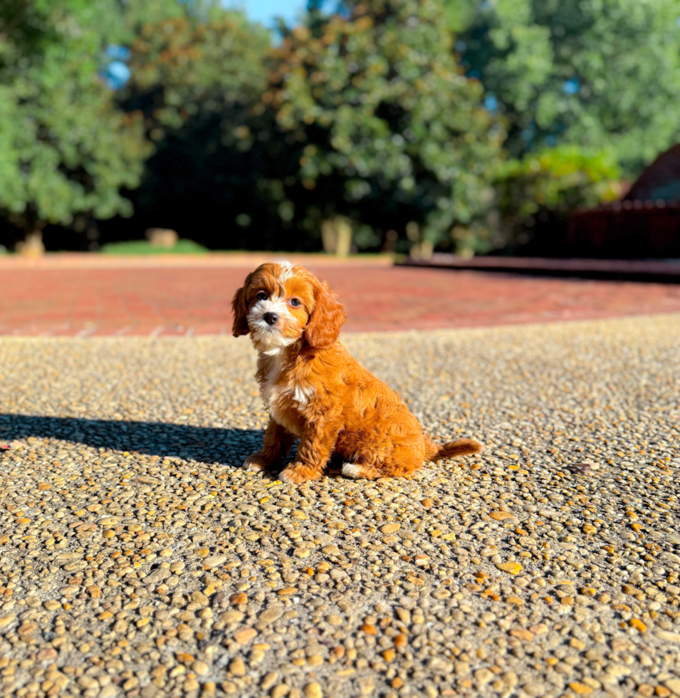 Best Cavapoo Baby