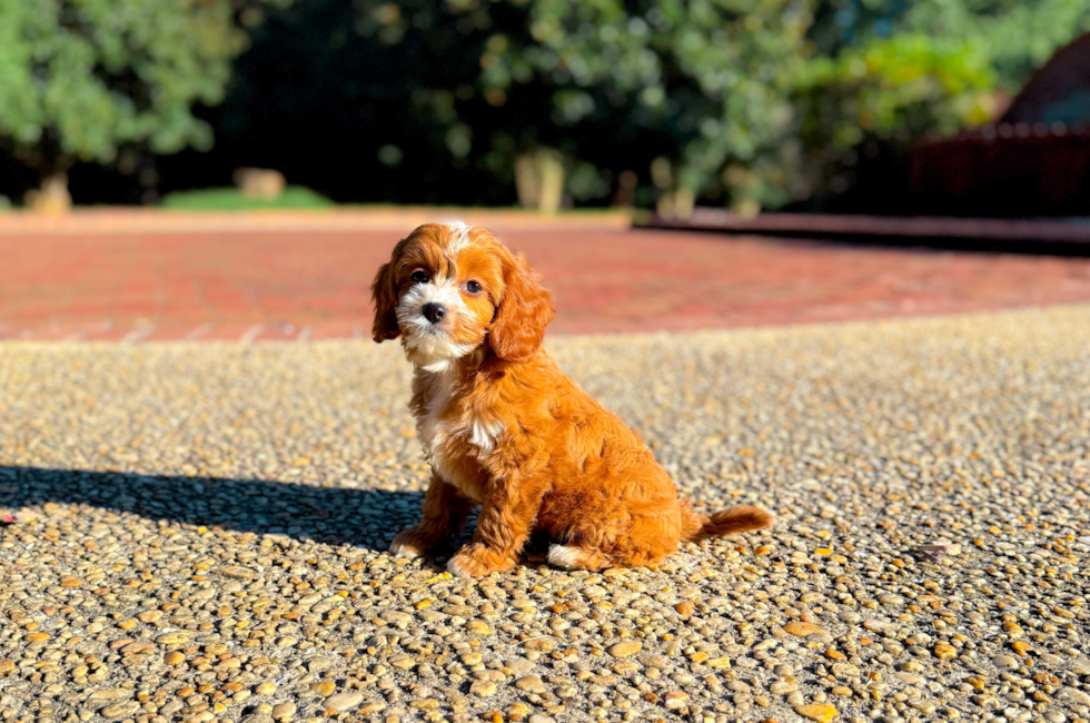 8 week old Cavapoo Puppy For Sale - Simply Southern Pups