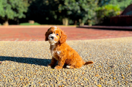 Best Cavapoo Baby