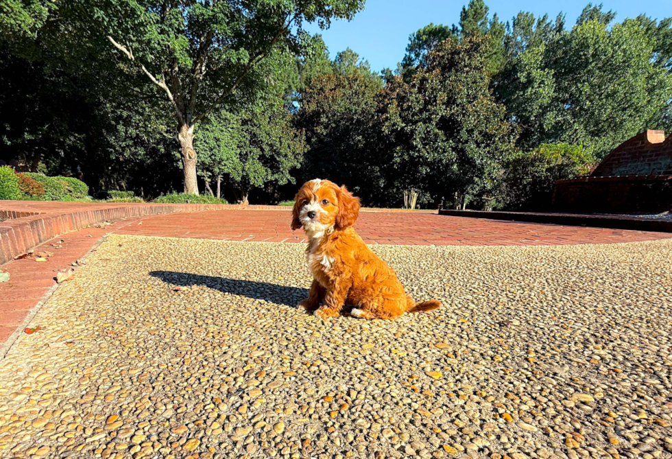 Cute Cavapoodle Poodle Mix Puppy