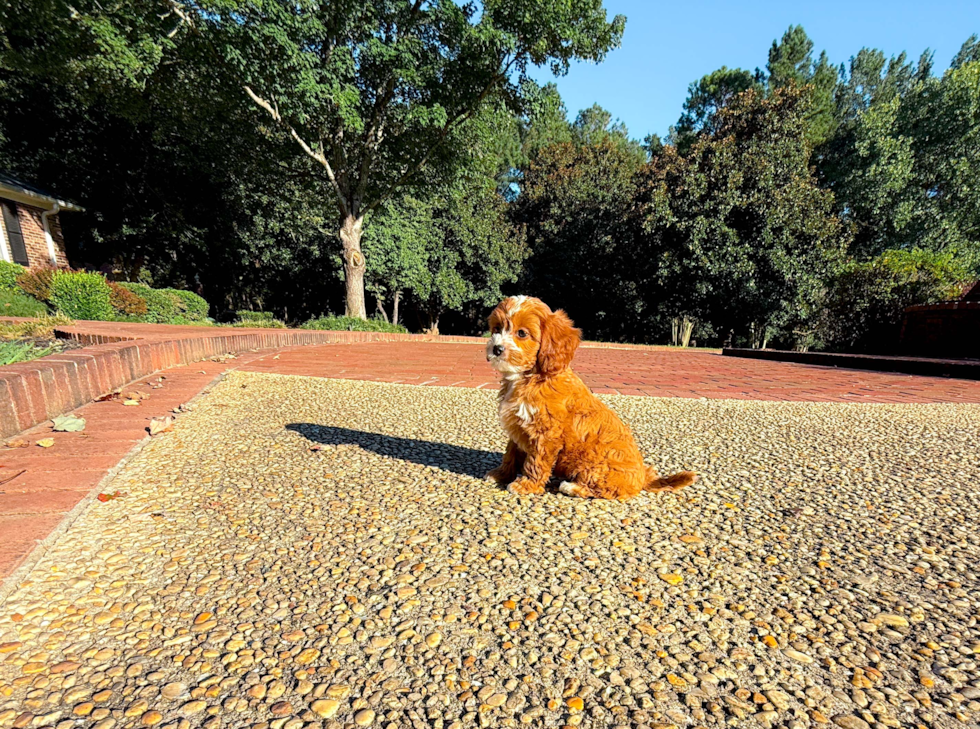 Cute Cavapoo Poodle Mix Pup