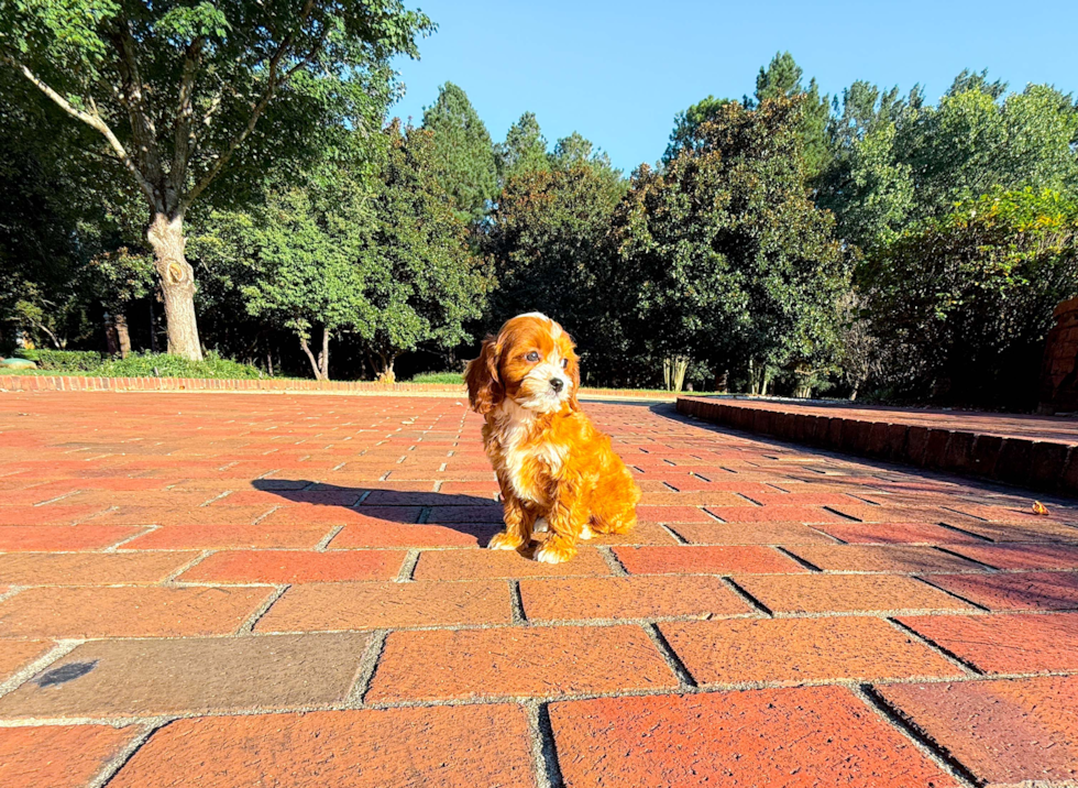 Cavapoo Pup Being Cute