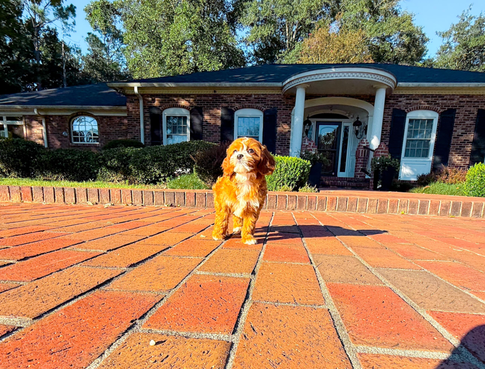 Cute Cavapoodle Poodle Mix Puppy