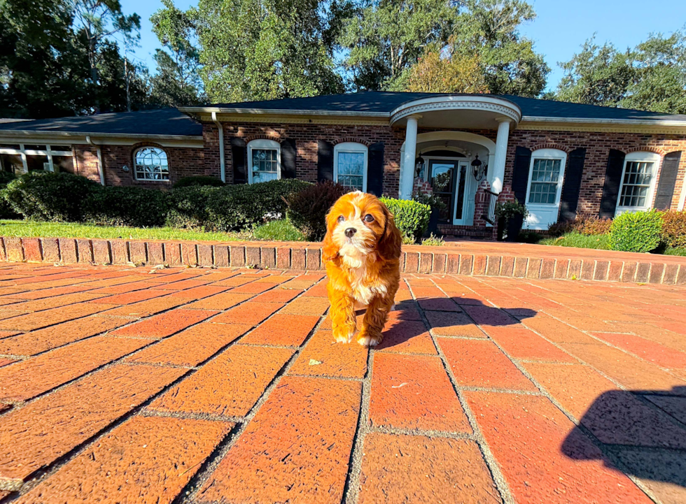 Cute Cavoodle Poodle Mix Puppy