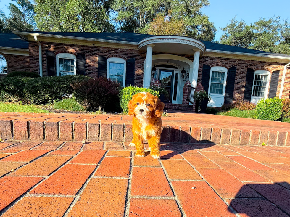 Cavapoo Pup Being Cute