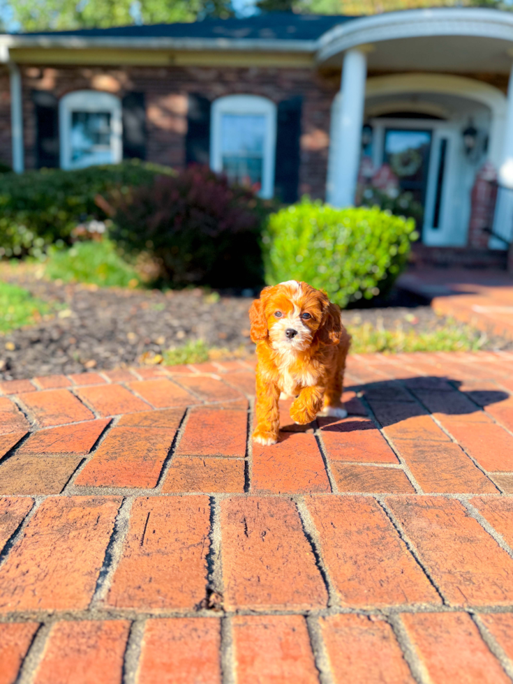 Cavapoo Pup Being Cute