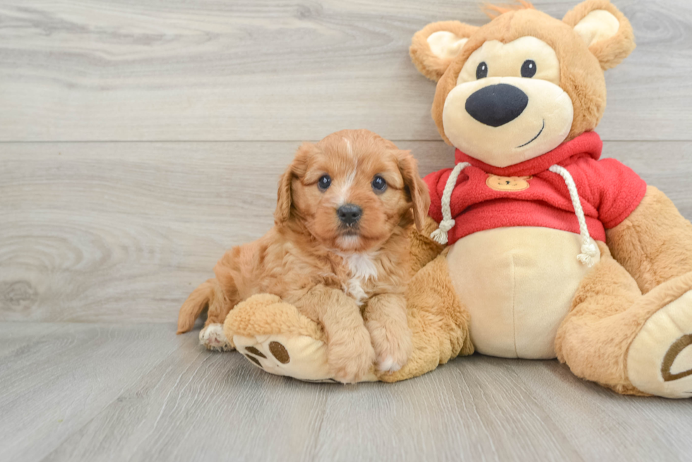 Cavapoo Puppy for Adoption