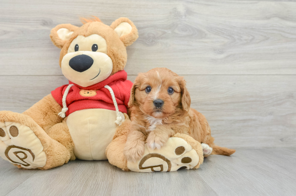 5 week old Cavapoo Puppy For Sale - Simply Southern Pups