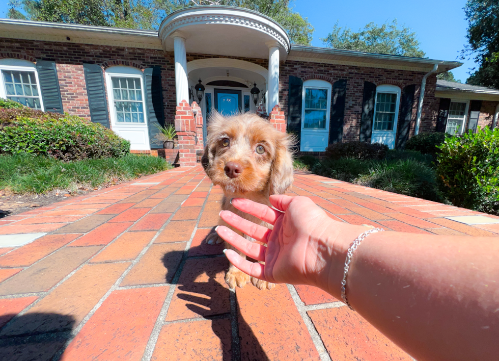 Best Cavapoo Baby