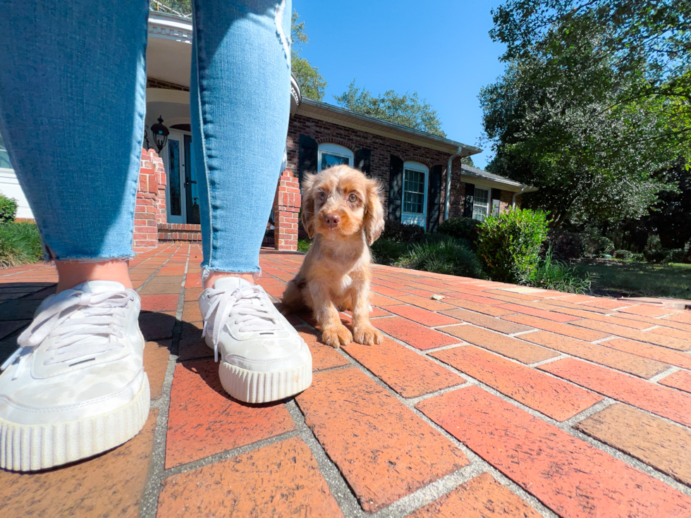 Cavapoo Pup Being Cute