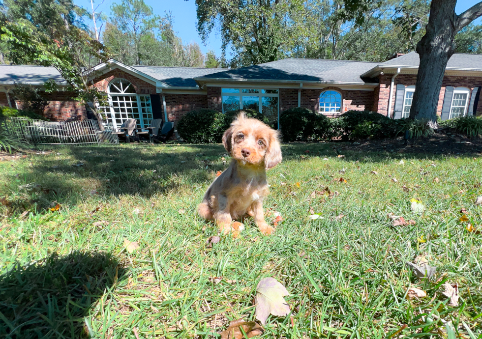 Cute Cavadoodle Poodle Mix Puppy