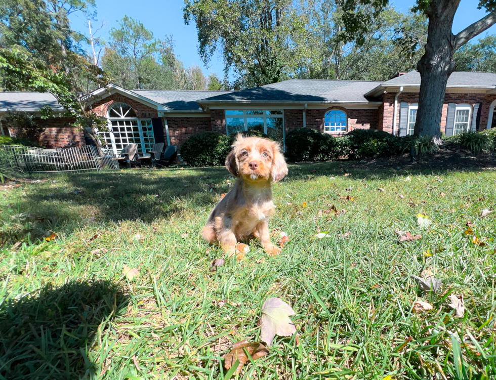 Cute Cavalier King Charles Spaniel and Poodle Mix Poodle Mix Puppy