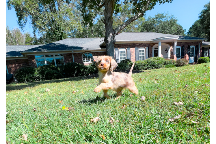 Cavapoo Puppy for Adoption