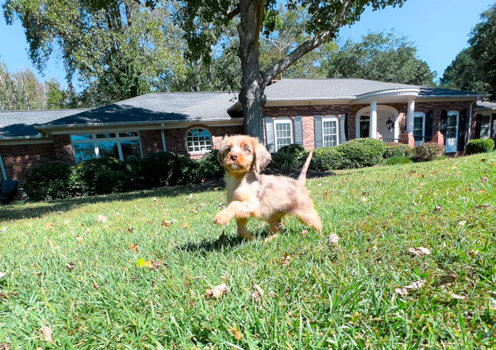 Cavapoo Puppy for Adoption